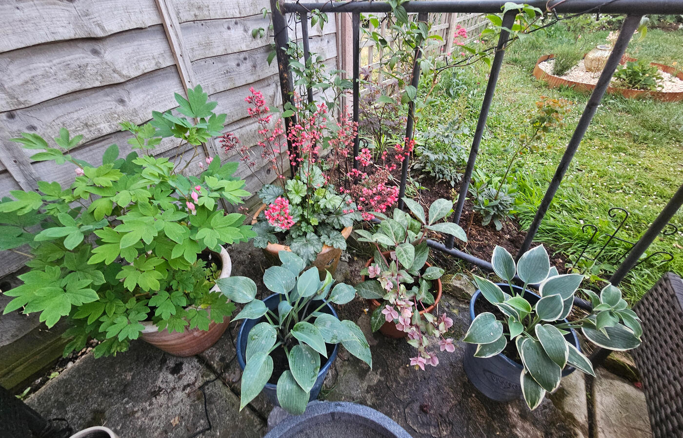 Shade loving plants Shade loving plants