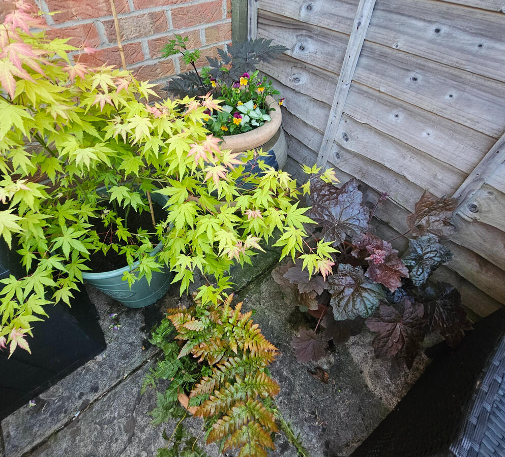Shade loving pots Shade loving pots