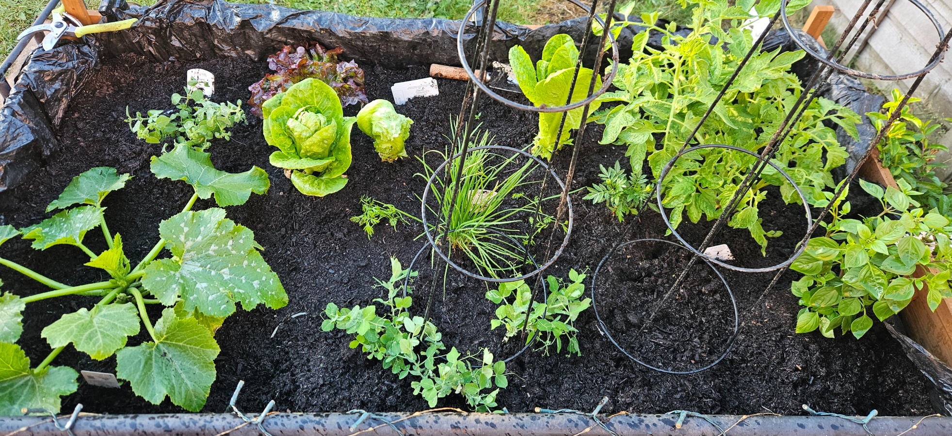 Companion planting veg beds Companion planting veg beds