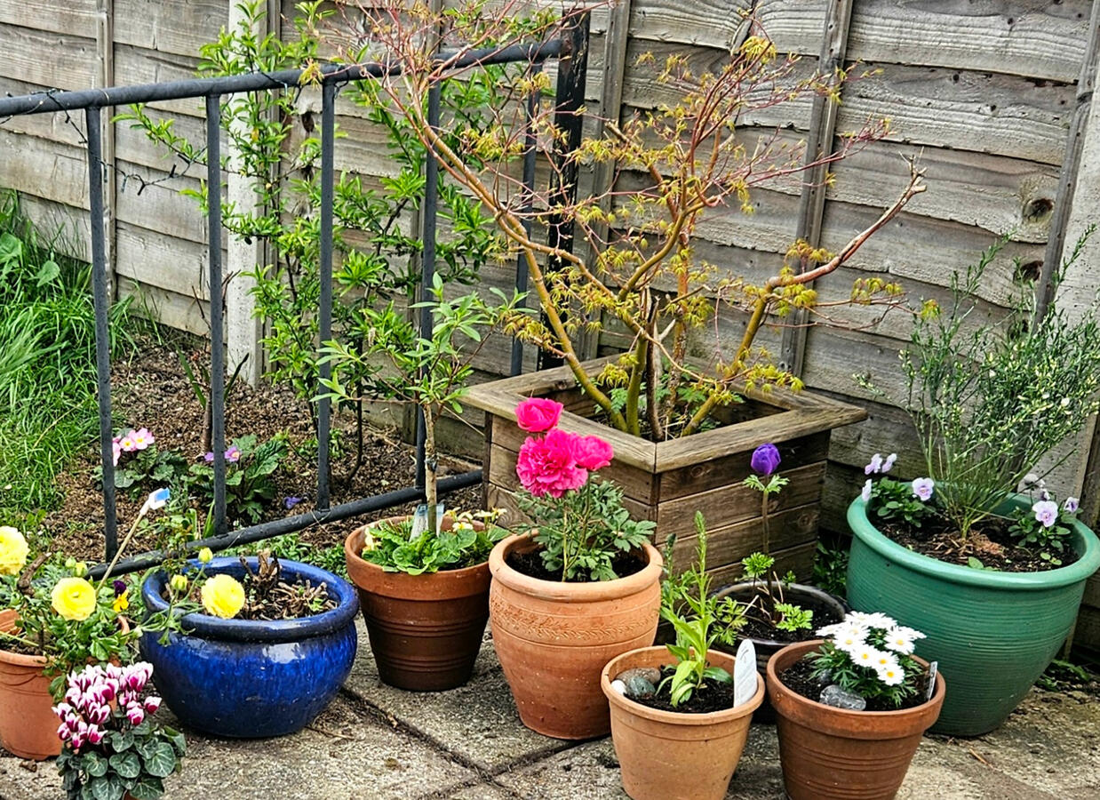 Potted plants Potted plants