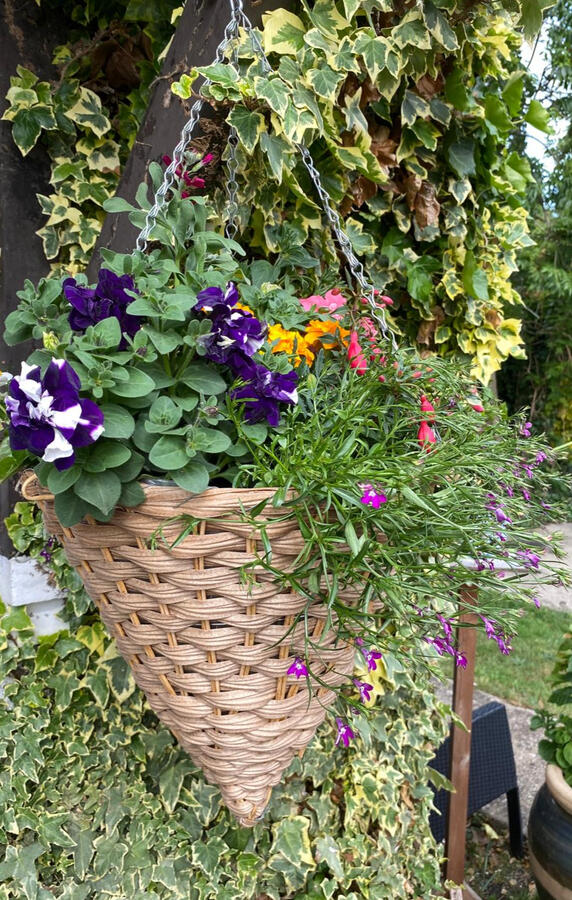 Hanging baskets Hanging baskets