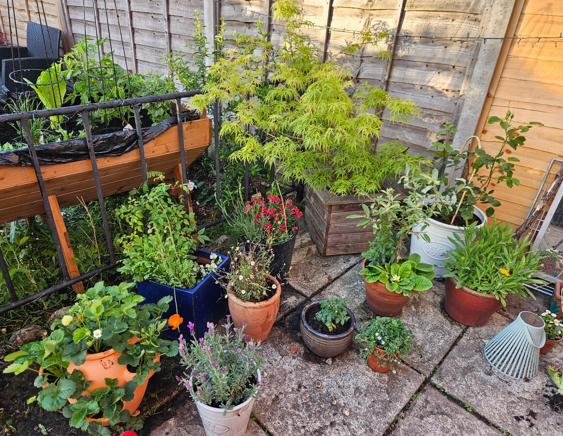 Plant pots Plant pots