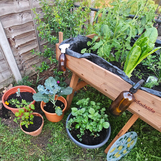 Kitchen garden